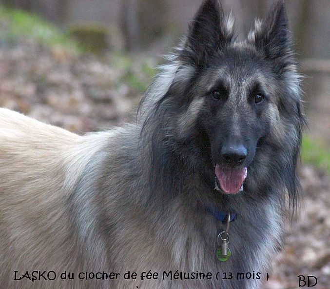 Lasko du clocher de fée Mélusine