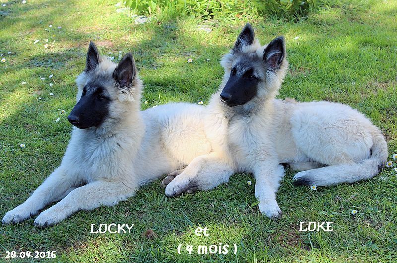 Lucky du clocher de fée Mélusine