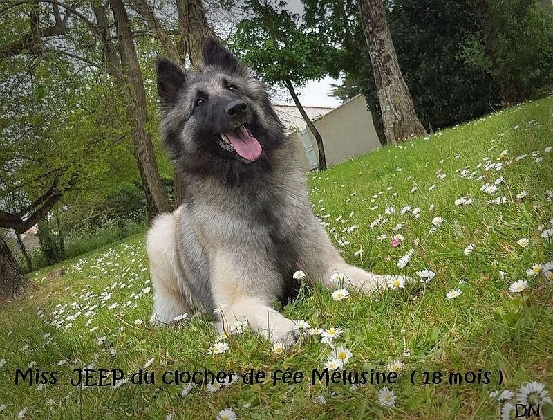 Jeep du clocher de fée Mélusine