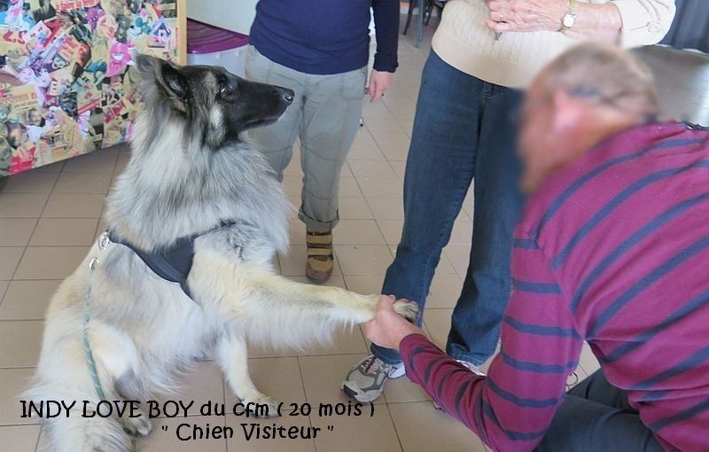 chiens visiteurs ..