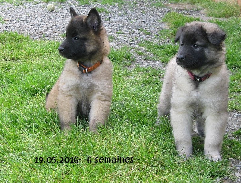 Chiot Berger Belge du clocher de fée Mélusine
